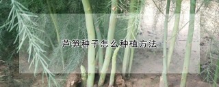 芦笋种子怎么种植方法,第1图