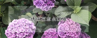 绣球花怎么繁殖,第1图