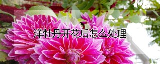 洋牡丹开花后怎么处理,第1图