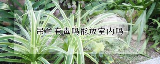 吊兰有毒吗能放室内吗,第1图