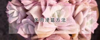 多肉浸盆方法,第1图