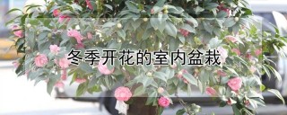 冬季开花的室内盆栽,第1图