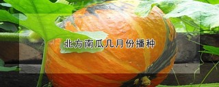 北方南瓜几月份播种,第1图