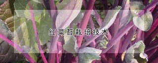 红菜苔栽培技术,第1图