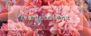 春天多肉浇水的正确方法,第1图