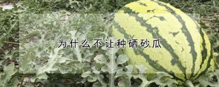 为什么不让种硒砂瓜,第1图