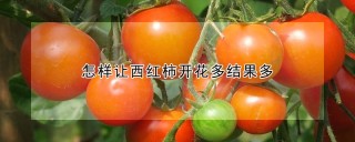 怎样让西红柿开花多结果多,第1图