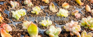 多肉叶插苗冬天要怎么办,第1图