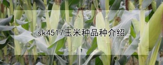 sk4517玉米种品种介绍,第1图