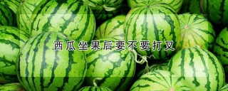 西瓜坐果后要不要打叉,第1图