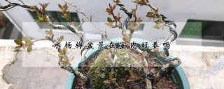 水杨梅盆景在室内好养吗,第1图