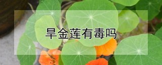 旱金莲有毒吗,第1图