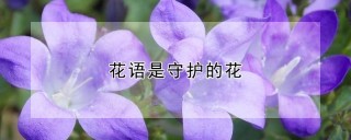 花语是守护的花,第1图