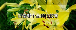 百合哪个品种比较香,第1图