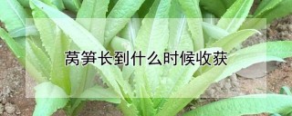 莴笋长到什么时候收获,第1图