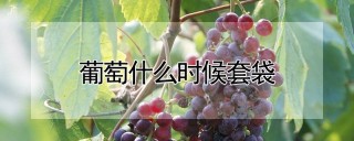 葡萄什么时候套袋,第1图