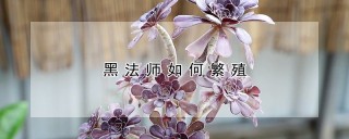 黑法师如何繁殖,第1图