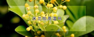 米兰怕高温吗,第1图