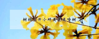 树梢上开小碎黄花是啥树,第1图