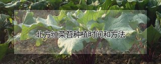 北方红菜苔种植时间和方法,第1图