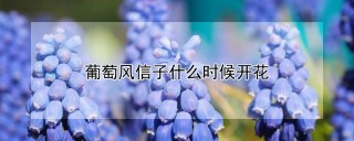 葡萄风信子什么时候开花,第1图