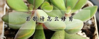 若歌诗怎么修剪,第1图