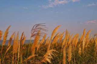 荻花是什么花,第3图