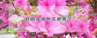 杜鹃花突然花都蔫了,第1图