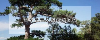 四季常青又耐寒的植物,第1图