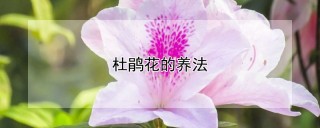 杜鹃花的养法,第1图