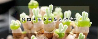 多肉头剪下来怎么种植?,第1图