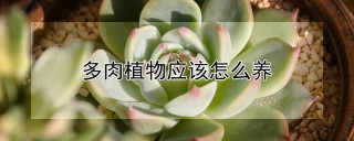 多肉植物应该怎么养,第1图