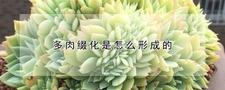 多肉缀化是怎么形成的,第1图