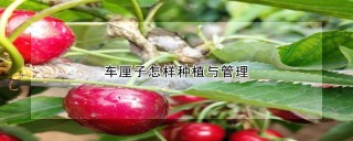 车厘子怎样种植与管理,第1图