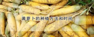 黄萝卜的种植方法和时间,第1图