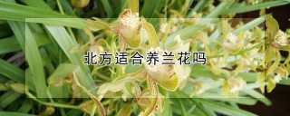 北方适合养兰花吗,第1图