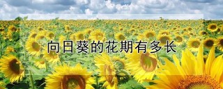 向日葵的花期有多长,第1图