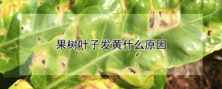 果树叶子发黄什么原因,第1图