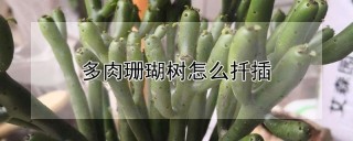 多肉珊瑚树怎么扦插,第1图