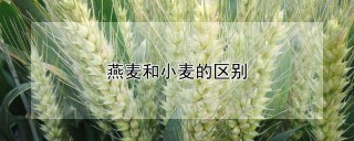 燕麦和小麦的区别,第1图