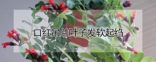 口红吊兰叶子发软起绉,第1图