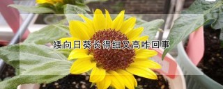 矮向日葵长得细又高咋回事,第1图