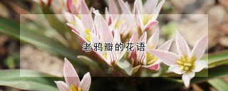 老鸦瓣的花语,第1图