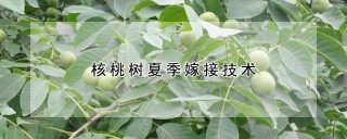 核桃树夏季嫁接技术,第1图