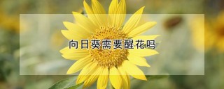 向日葵需要醒花吗,第1图