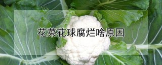 花菜花球腐烂啥原因,第1图