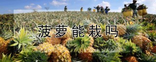 菠萝能栽吗,第1图