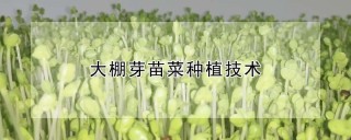 大棚芽苗菜种植技术,第1图