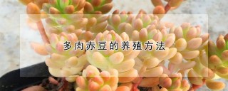 多肉赤豆的养殖方法,第1图