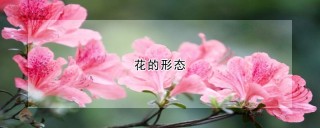 花的形态,第1图